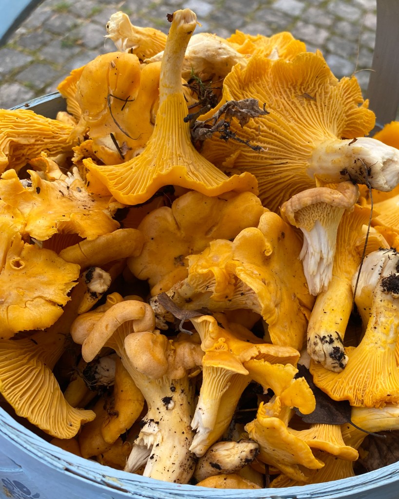 Kantareller