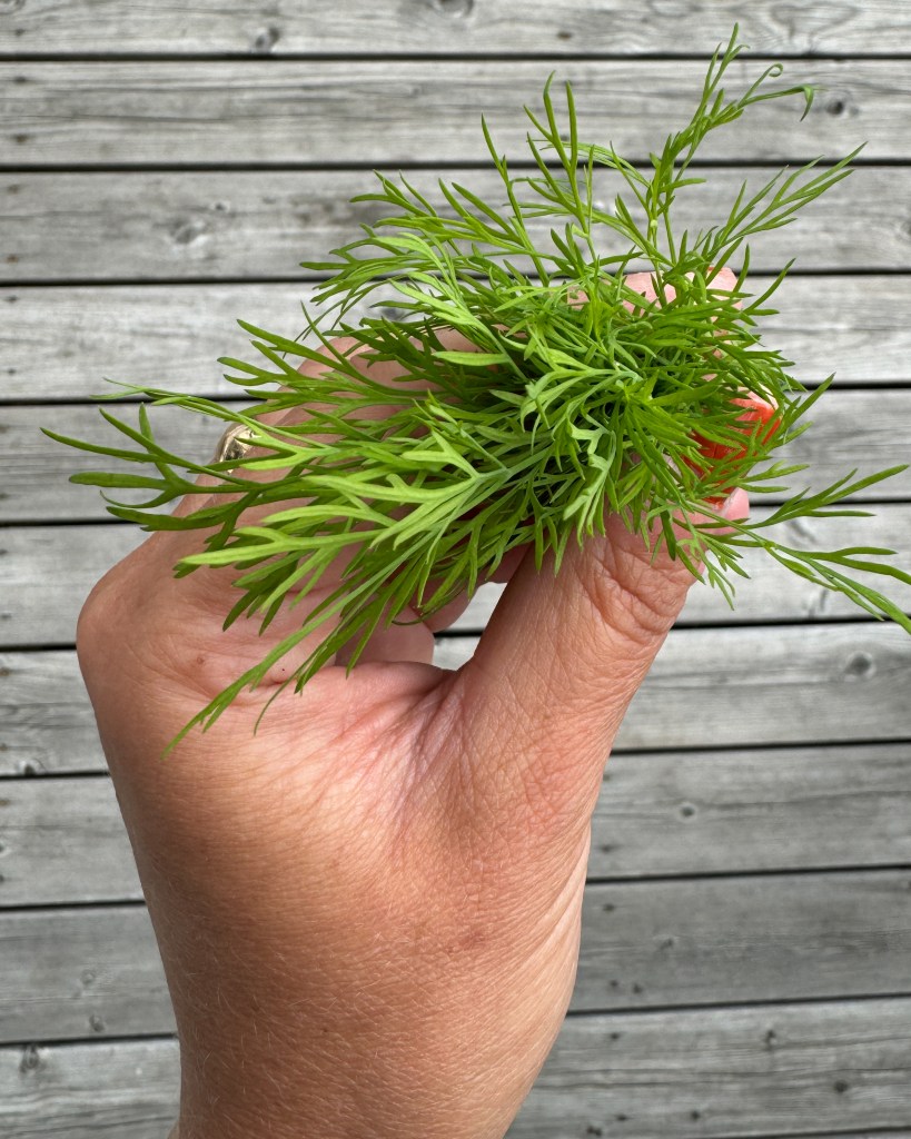 Färsk dill